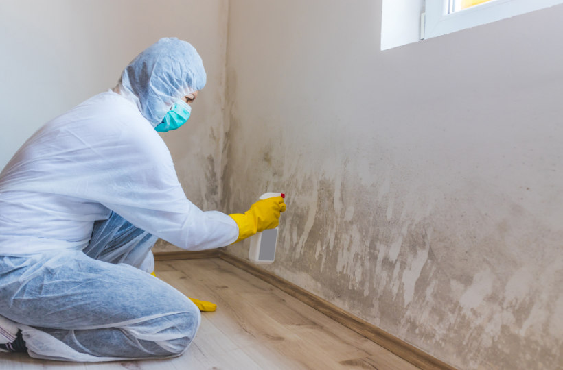 Home Repair Guide Bay Area Mold repair